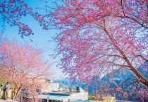 Mai anh đào nở rộ tại các tỉnh miền núi phía Bắc